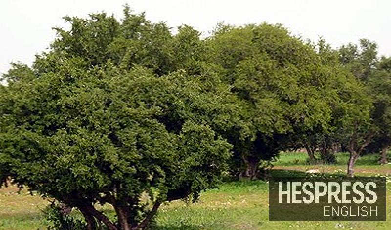 Protecting Argane Tree Mitigates Effects of Climate Change (GCF ...