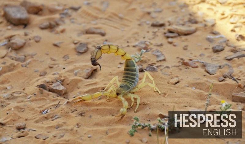 Toxic Scorpion Habitat Could Expand to Northern Morocco Due to Climate Change, Study Warns