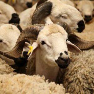 Expectations of an unprecedented rise in sheep prices mount ahead of Eid Al Adha