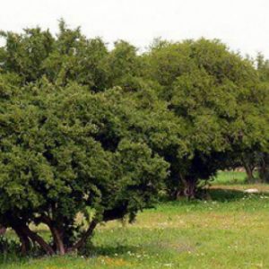 Morocco to produce first batches of cultivated argan oil from next summer