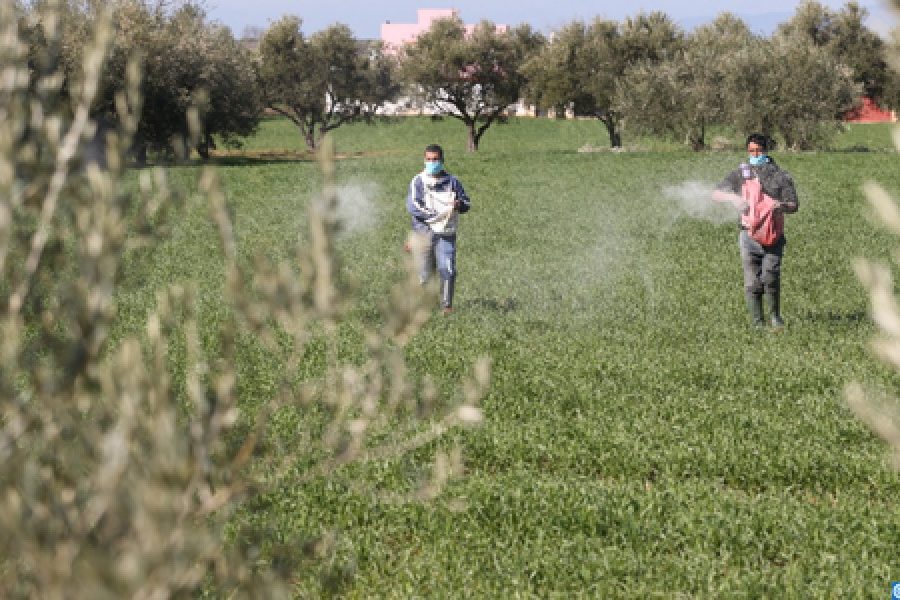 Morocco adopts smart irrigation amid drought challenges