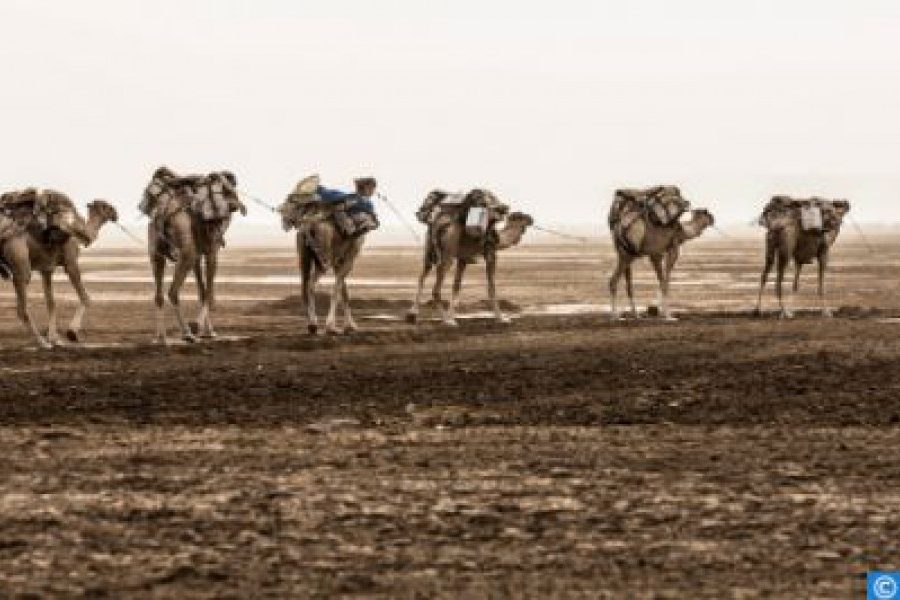 The International Nomad Festival returns to Morocco, celebrating the desert and its heritage