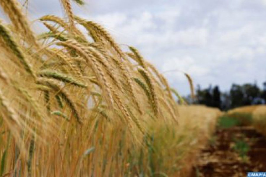 2020-2021 Crop Season: "Very Good" Harvest of 103.2 Mqx (Ministry)