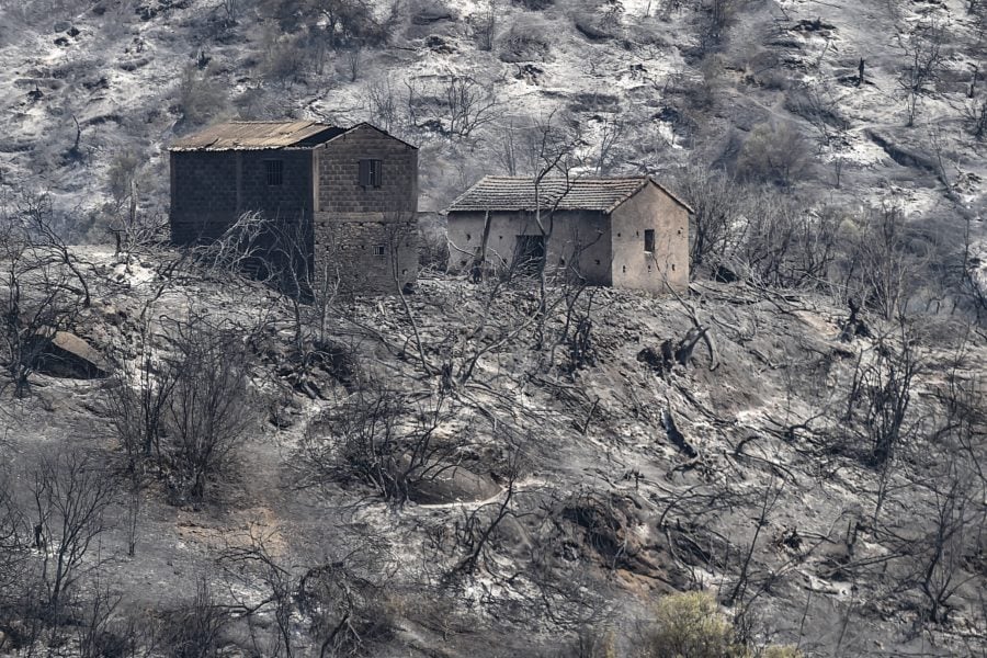 Death toll from Algeria wildfires rises to 12