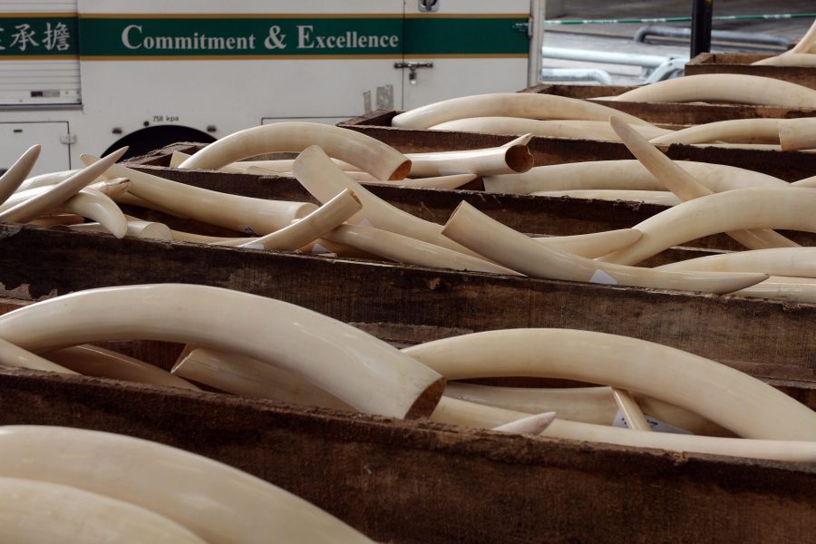Nigeria seizes a record of USD54 million in elephant, pangolin parts