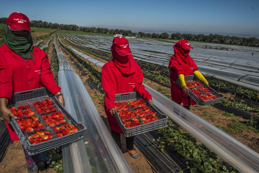 Moroccan worker dies in Huelva strawberry fields during heatwave