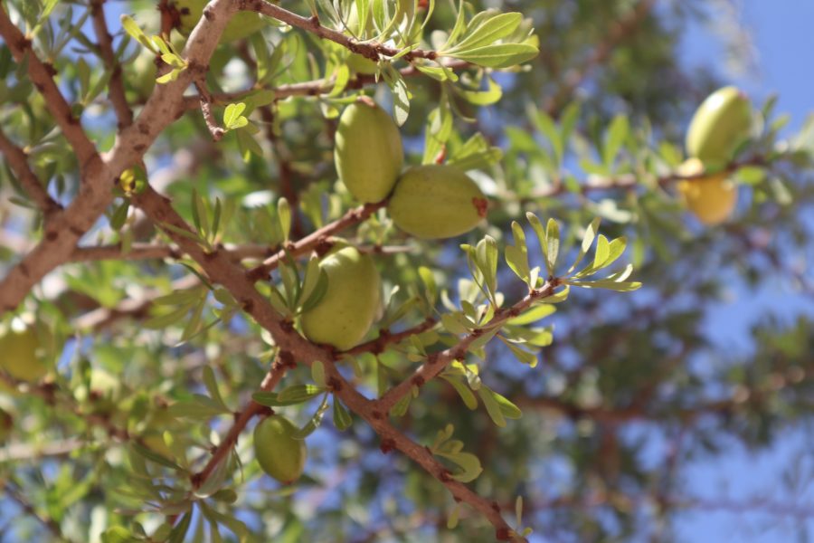 Exports of Morocco’s agri-food and fishery products increase by 9% in current agricultural season