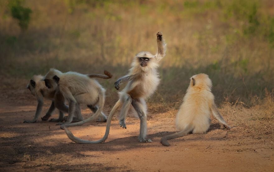 Law and disorder as Thai police station comes under monkey attack