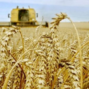 Morocco develops heat and drought resistant wheat after seven years of research