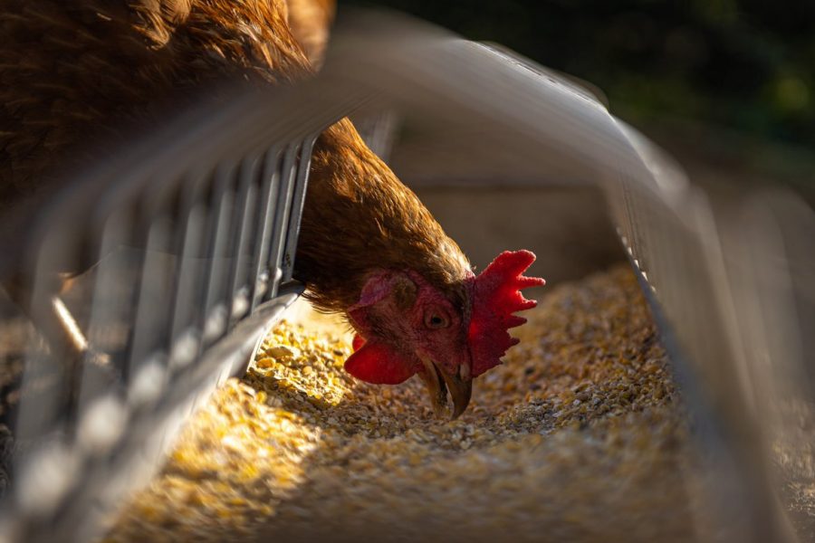 Six cases of highly pathogenic bird flu confirmed in South Korea