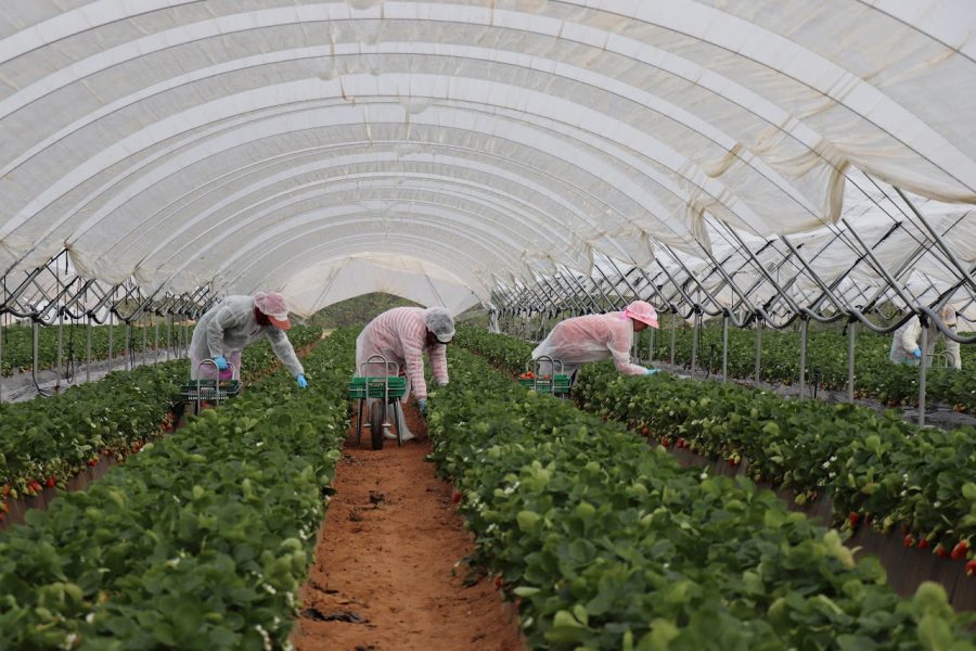 Morocco begins preparations for strawberry harvesters’ trips to Huelva