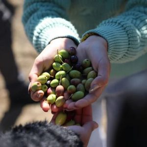 Morocco, first country in history to ever use and consume olives