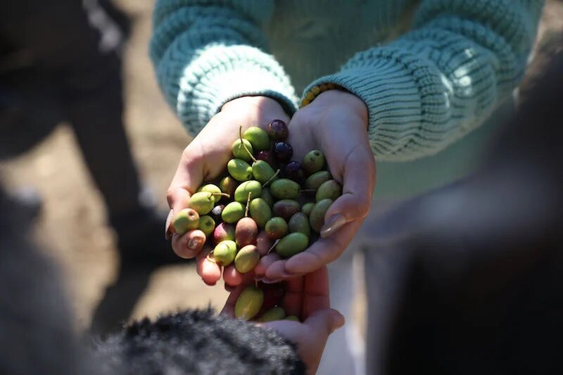 Morocco, first country in history to ever use and consume olives