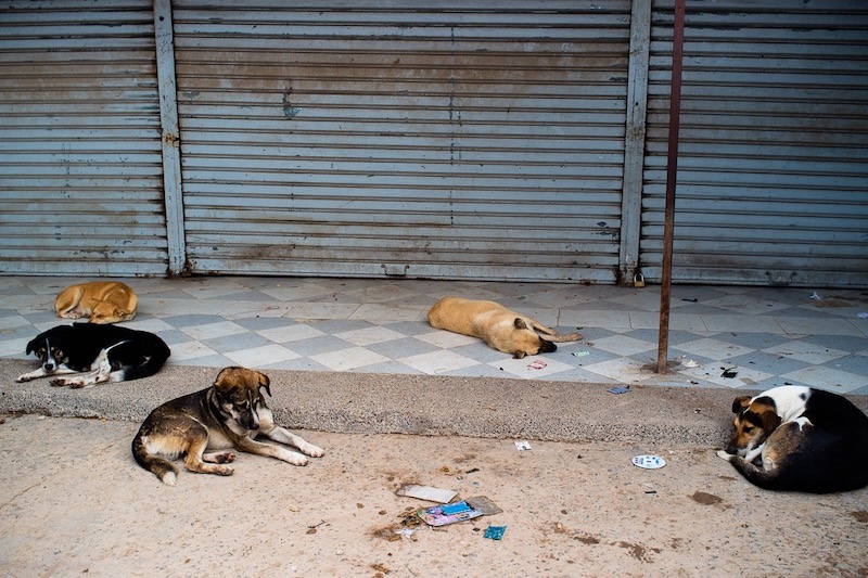 Tangier authorities euthanize vaccinated, sterilized stray dogs ahead of Club World Cup