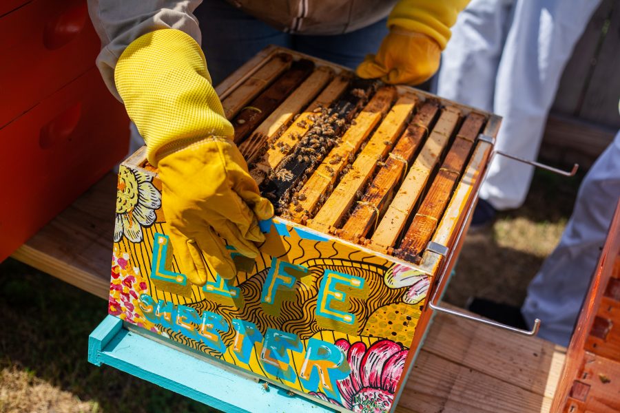 Beekeeper federation, ONSA investigate mysterious ‘mass beehive collapse’