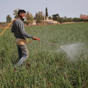 Major Israeli agro-industry actor to enter Morocco