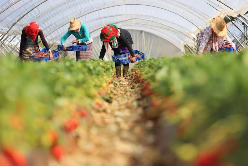 Spain to hire more Moroccan seasonal workers for upcoming red fruits harvest season