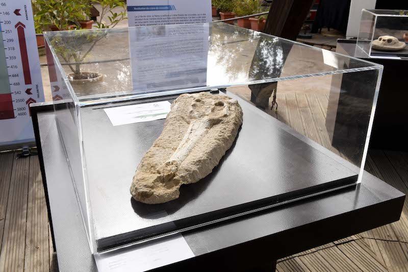 Prehistoric crocodile skull exhibited in Rabat's zoo