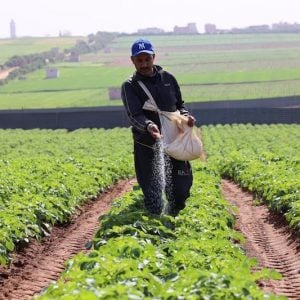 MAMDA to compensate farmers starting tomorrow, 3 months ahead of the usual calendar