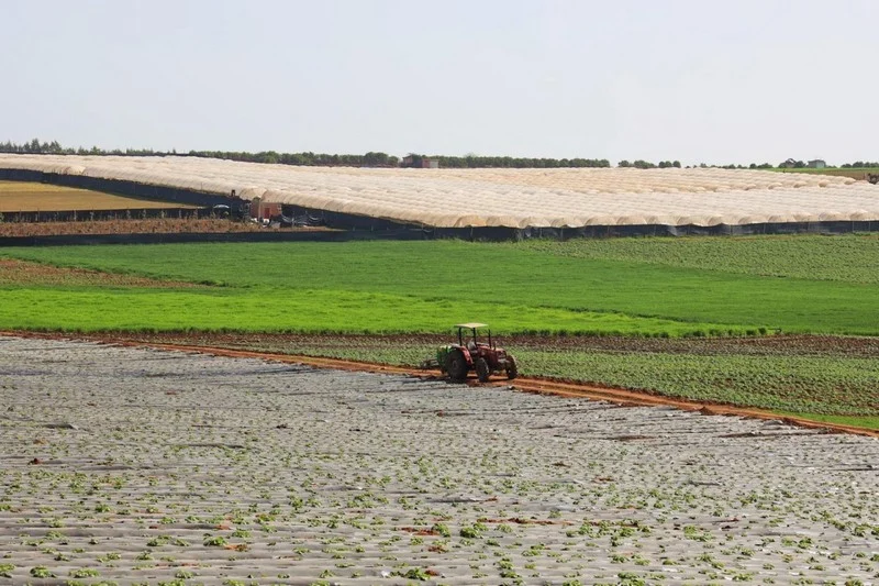 Italy has lost 28% of farmland in 25 years