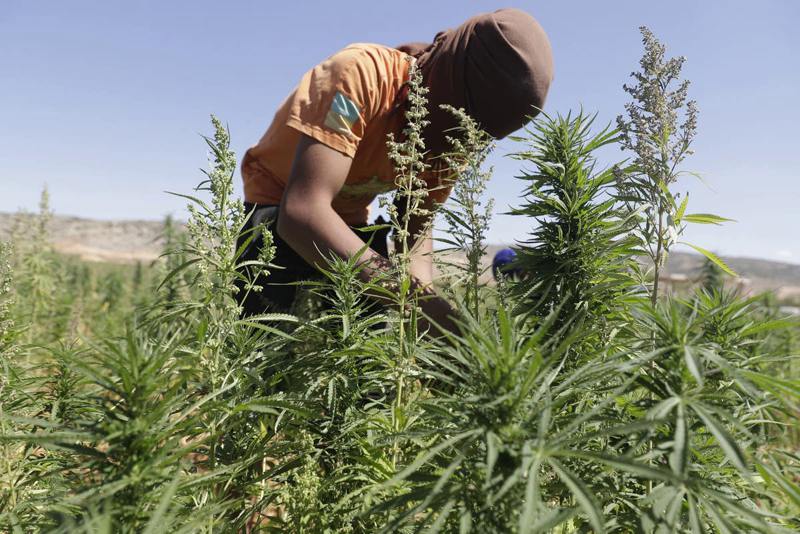 ONSA grants import licenses to 250 farmers for ‘Indian cannabis' seeds