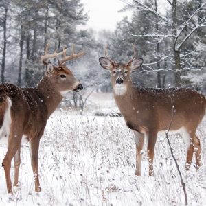Canadian authorities identify possible deer-to-human Covid infection