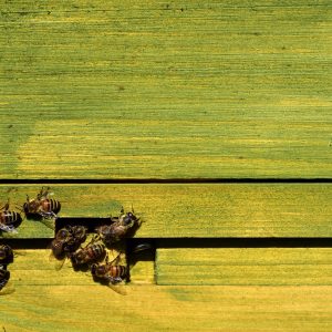 Bee colonies continue to mass collapse in threat to keepers' livelihood