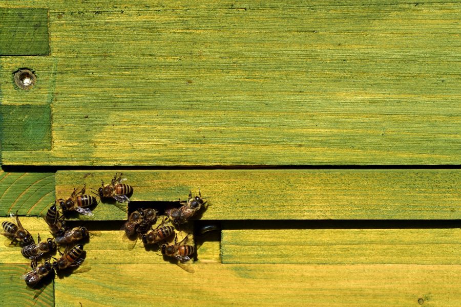 Bee colonies continue to mass collapse in threat to keepers' livelihood