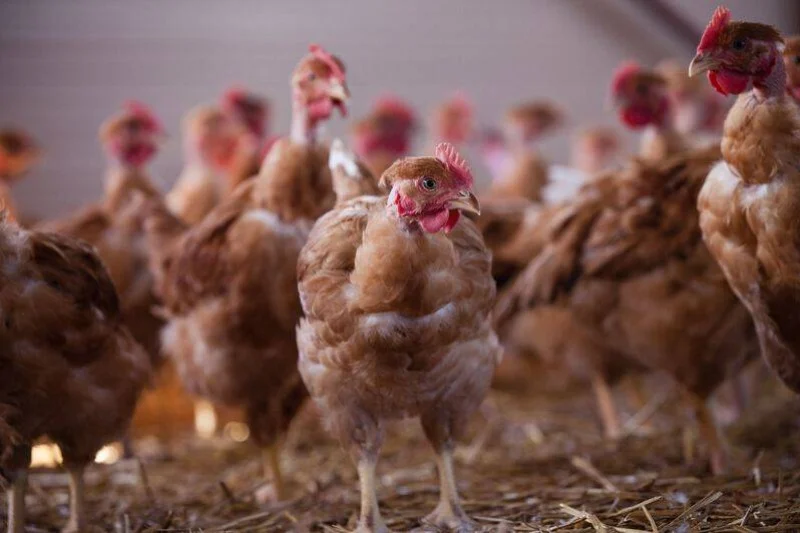 France: 16 million birds culled in flu outbreak