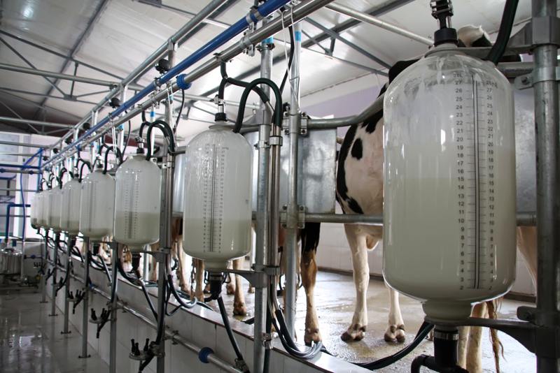 Milk scarcity in Morocco: drought, rise of prices and misguided state policy