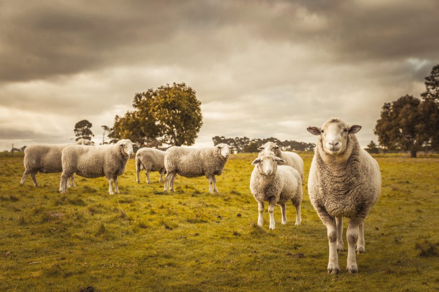 4 sheep registered as students to save French village school