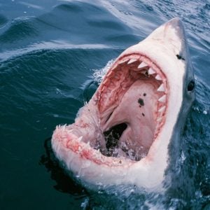 Shark attack kills two women in Egypt’s Red Sea