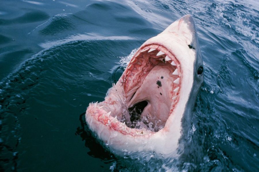 Shark attack kills two women in Egypt’s Red Sea