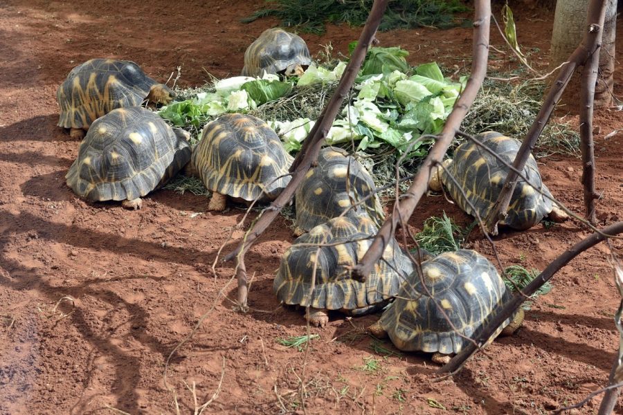 Rabat zoo ensures animals' well-being amid heatwave