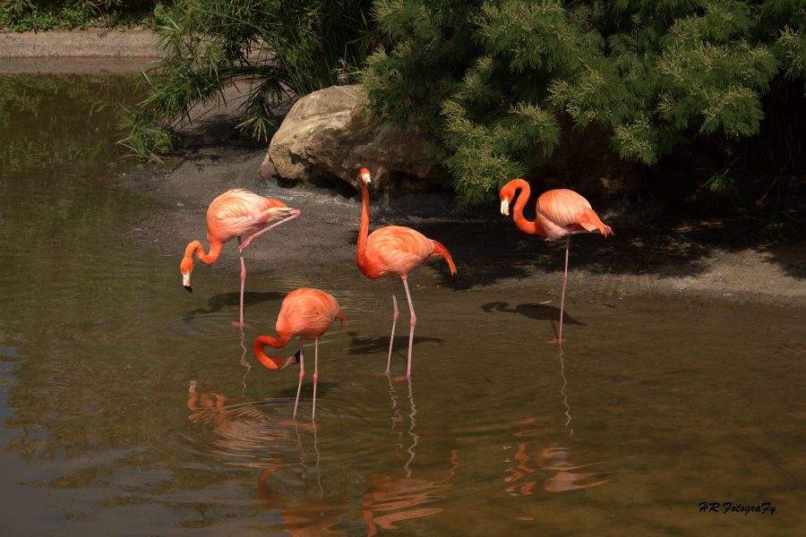 Moroccan scientists make great flamingos breed for the first time in 50 years
