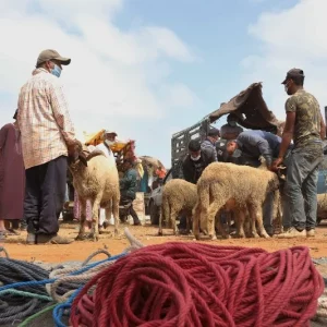 Some Moroccans will not celebrate this Eid Al-Adha, as prices reach unprecedented high