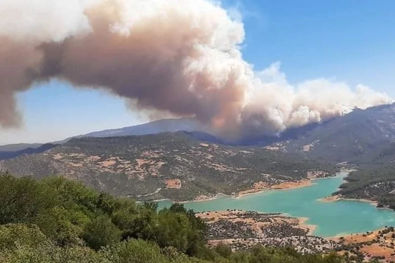 Efforts to fight forest fires, establishment of cell to support affected population