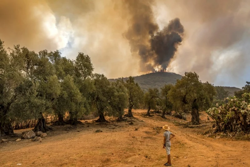 Forest fire outbreak in Taounate damaged 14 hectares of forest cover