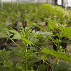 Casablanca authorities seize almost 4 tonnes of cannabis headed for Ceuta