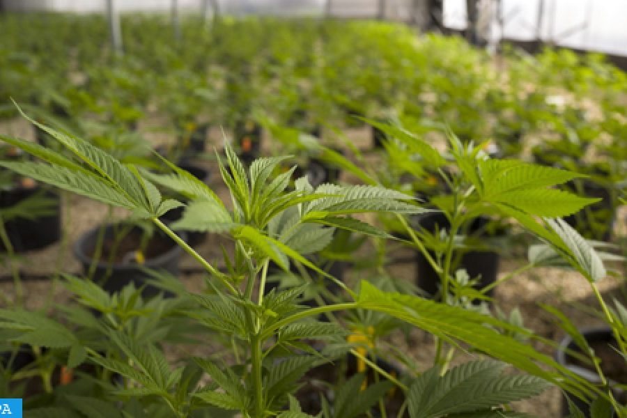 Casablanca authorities seize almost 4 tonnes of cannabis headed for Ceuta