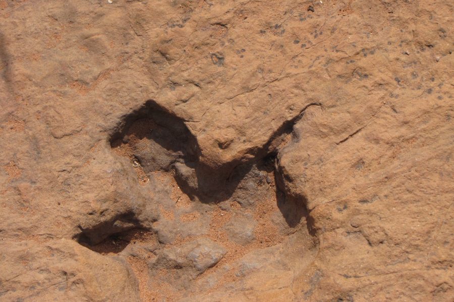 Dinosaur tracks uncovered due to severe drought conditions in Texas