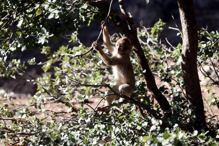Hundreds of Barbary macaques feared dead after wildfires in Morocco