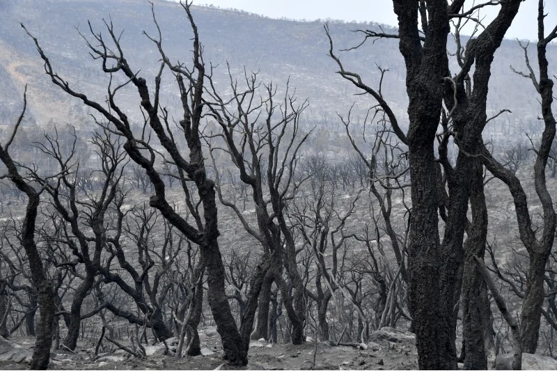 Wildlife report reveals 73% decline in last 50 years