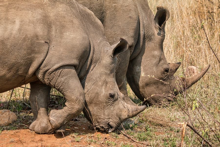 Poaching, horn trade declining but rhinos still threatened
