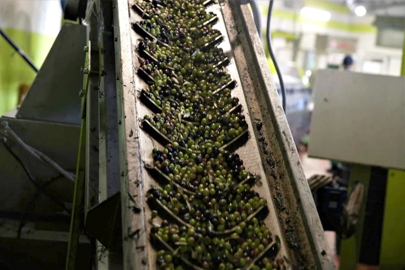 Moroccan olive production faces severe decline due to drought, customers to foot hefty bill