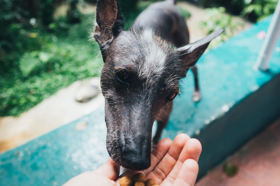 Petting a dog boosts brain activity: New study