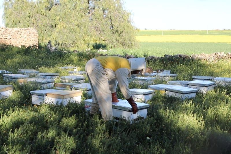 Production of honey in Morocco drops drastically
