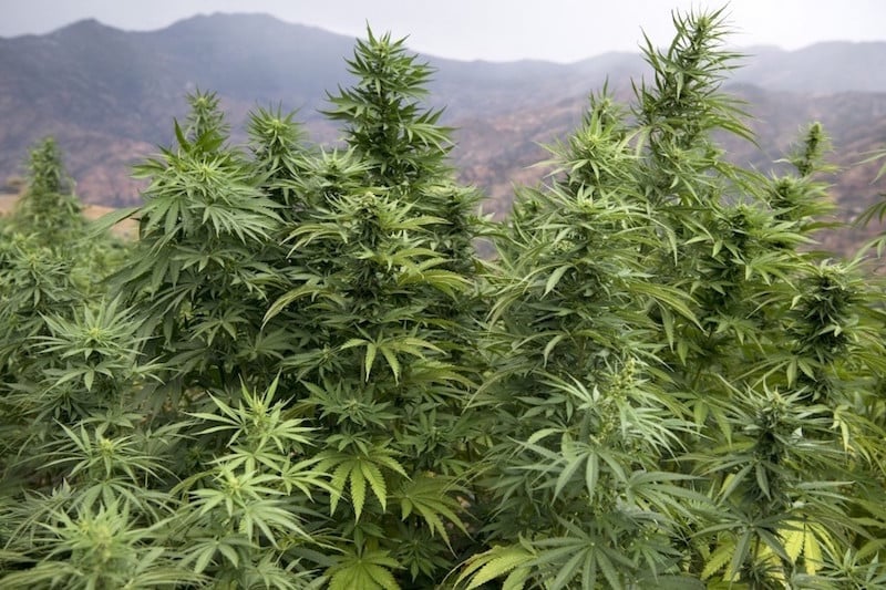 First legal cultivation of 'Beldia' cannabis begins