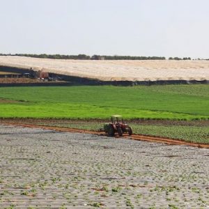 Canary Islands farmer association rejects planned marine connection to Morocco