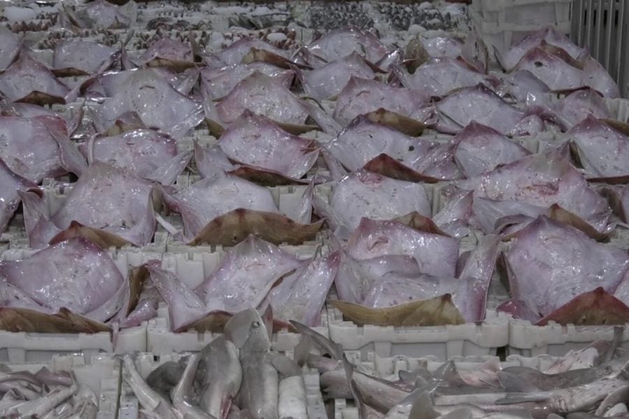 Moroccan exports of seafood reach 28 billion dirhams in 2022